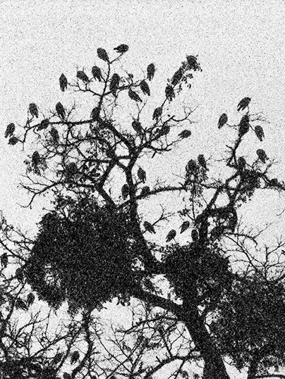 search for nature in digital photography